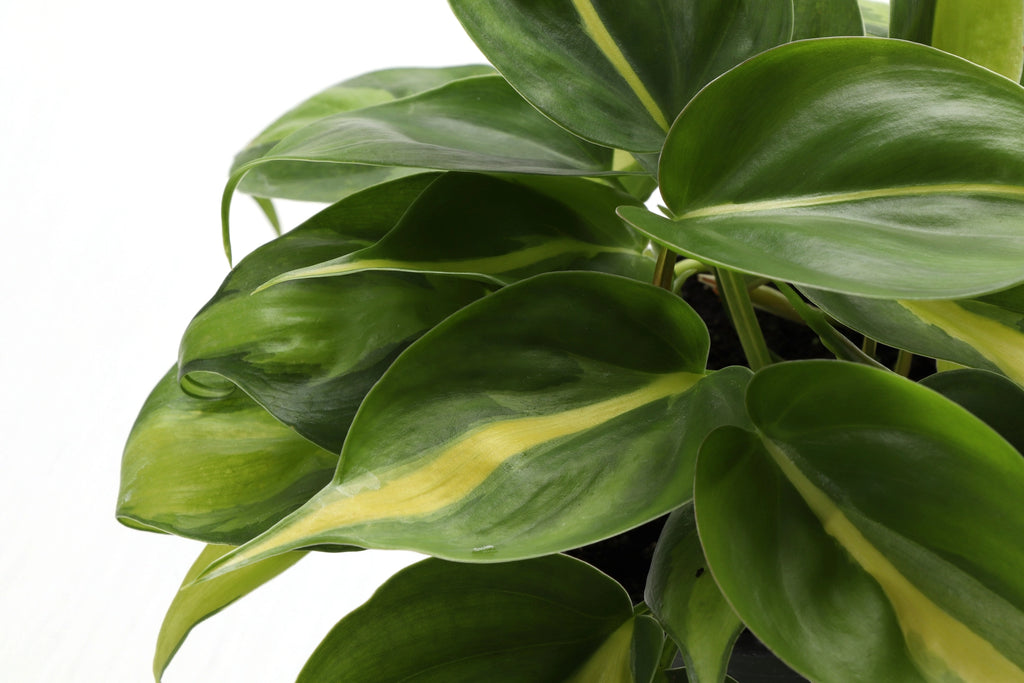 Philodendron Brazil 4"