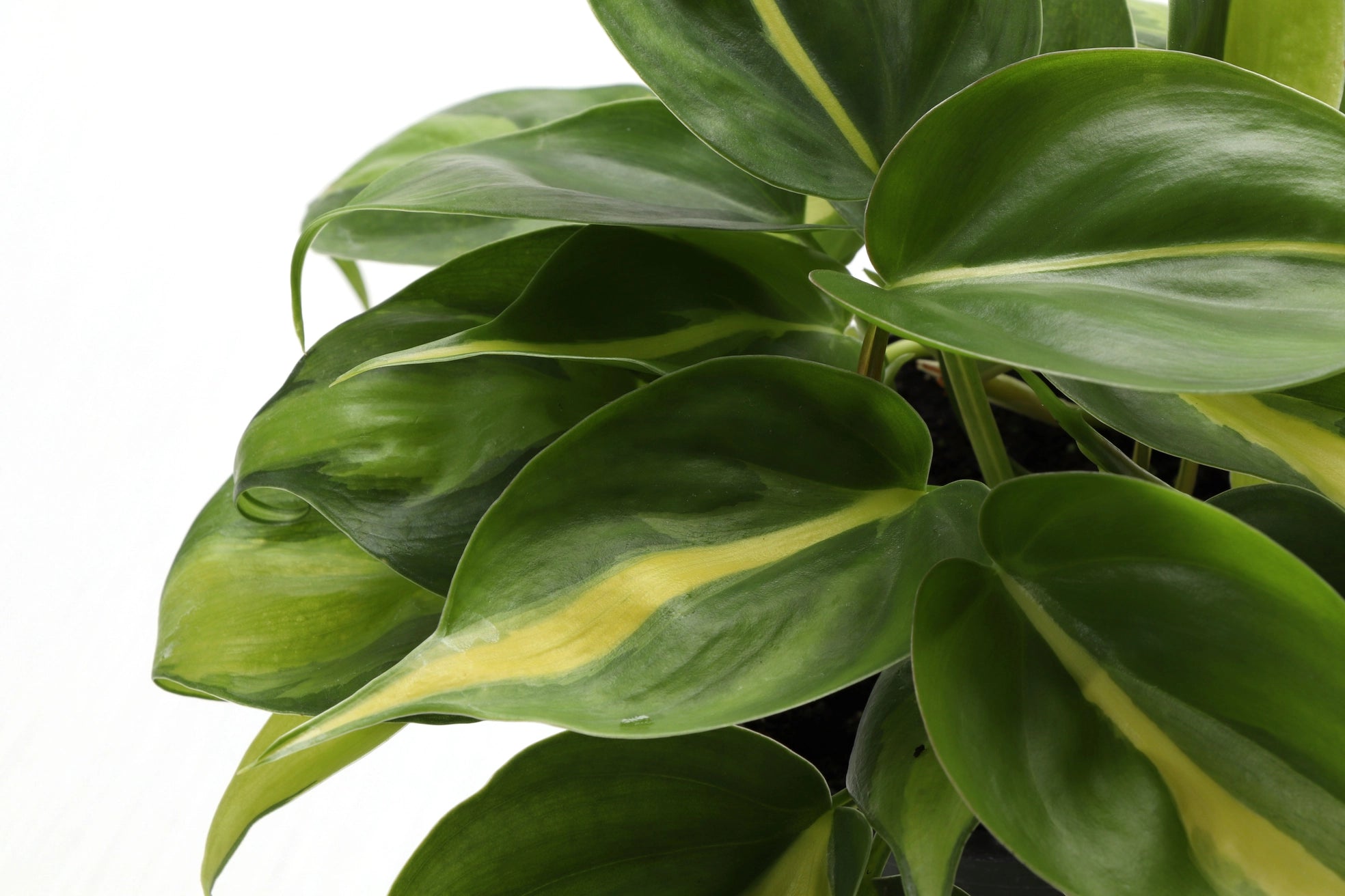 Philodendron Brazil 4"