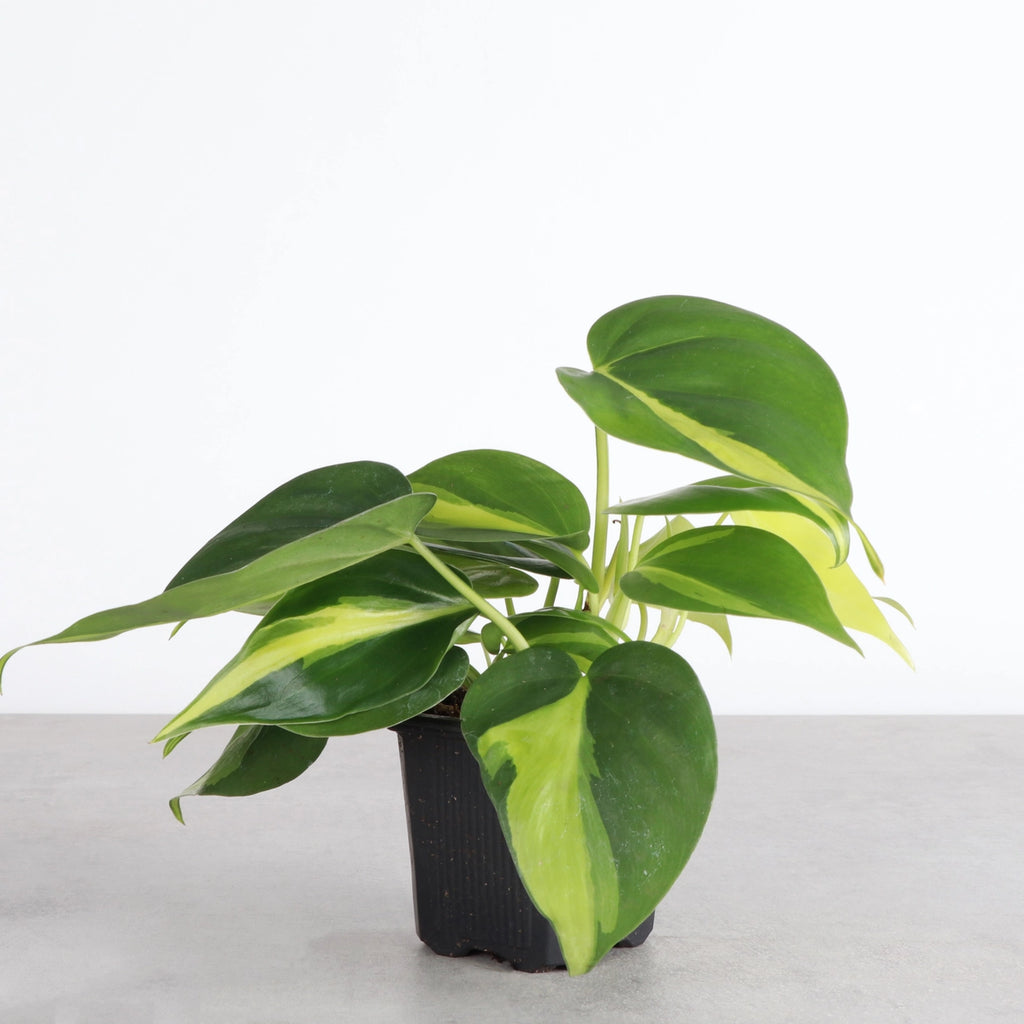 Philodendron Brazil 4"