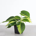 Philodendron Brazil 4"