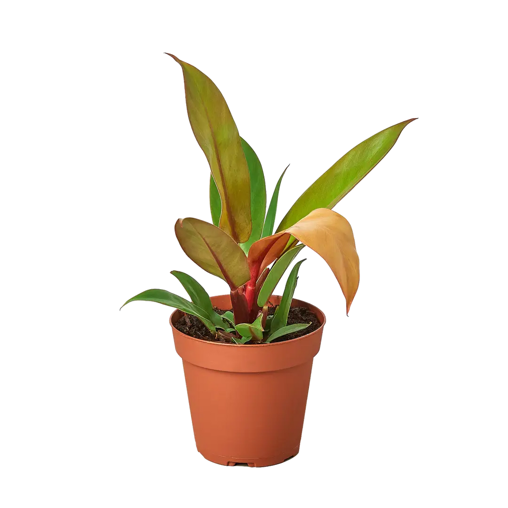 Philodendron Prince of Orange 4"