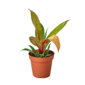 Philodendron Prince of Orange 4"