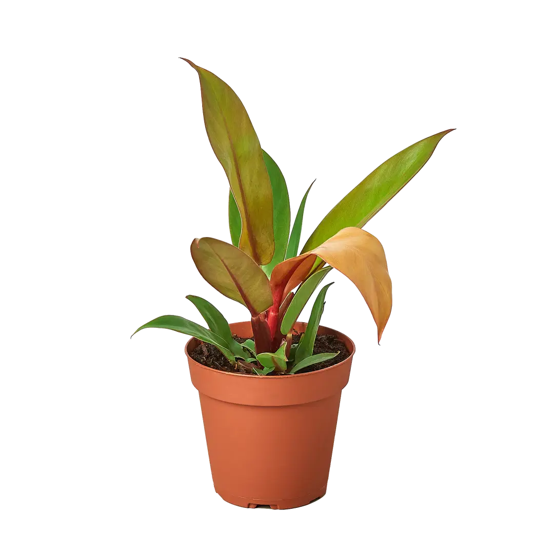 Philodendron Prince of Orange 4"