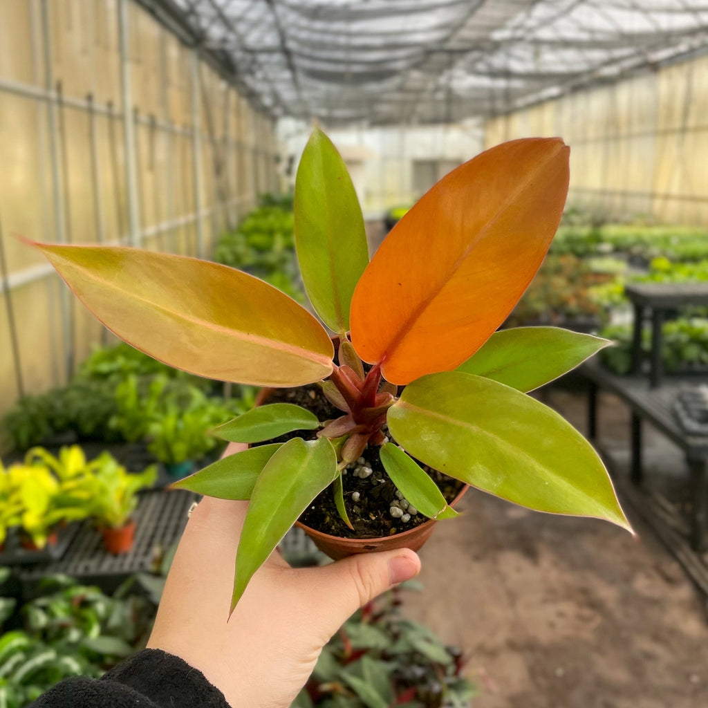 Philodendron Prince of Orange 4"