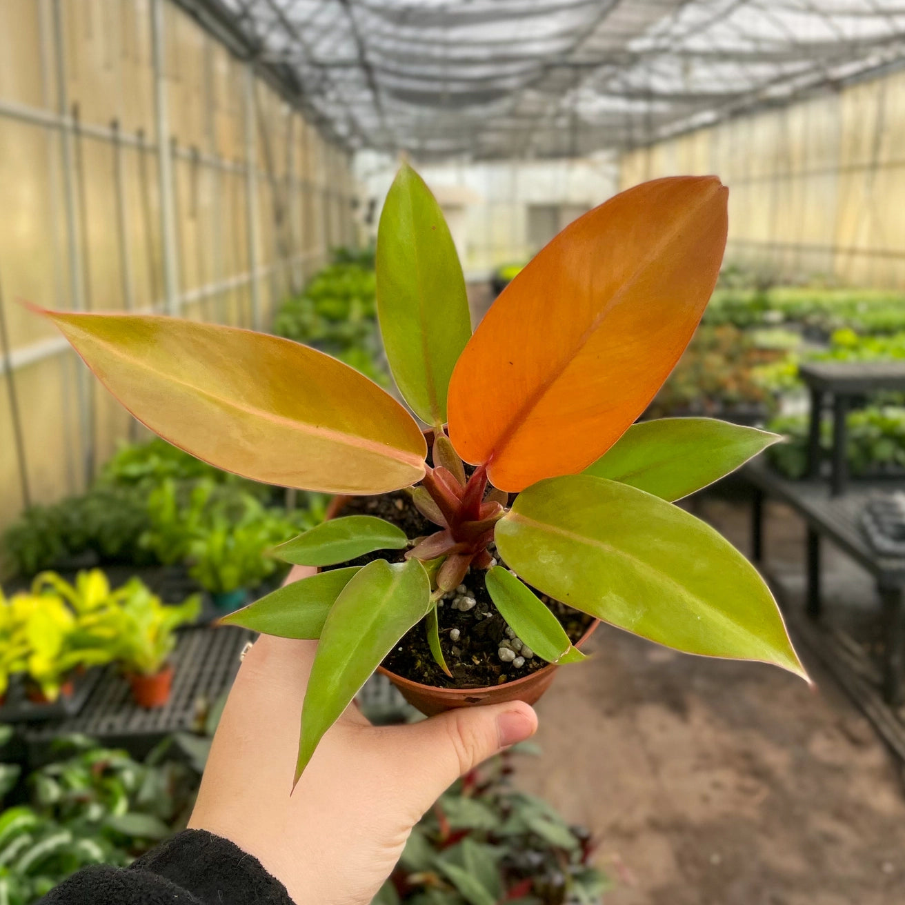 Philodendron Prince of Orange 4"