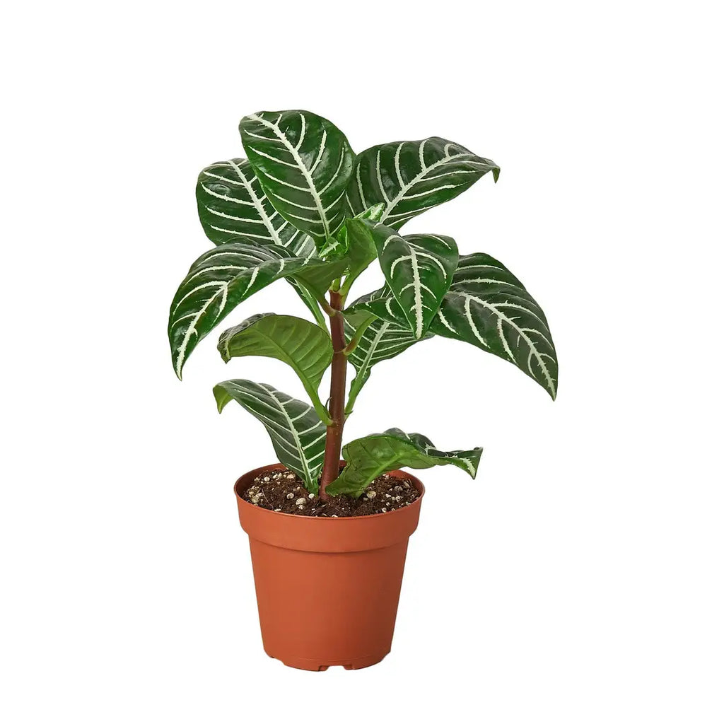 Zebra Aphelandra 4"