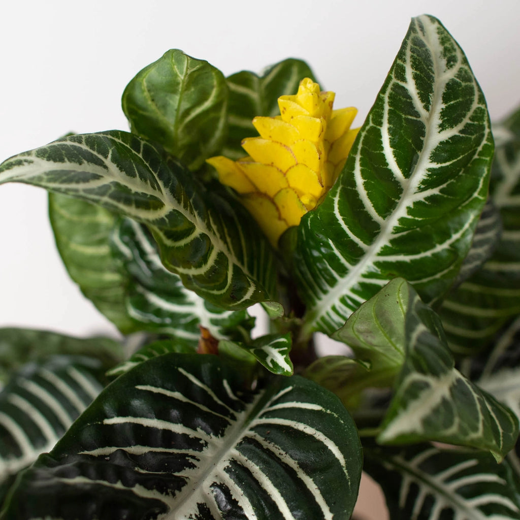 Zebra Aphelandra 4"